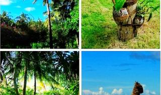 上海太阳岛度假村