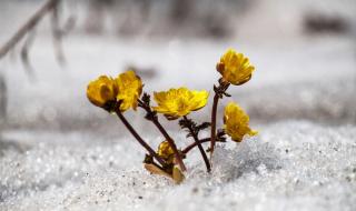 校园春色春暖花开